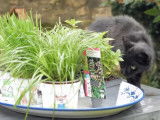 pourquoi-chat-aime-herbe-cataire