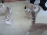 Une fratrie de Ragdoll qui miaule pour manger