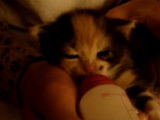 Un chaton Européen est recueilli et nourri au biberon