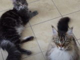 Deux Maine Coon attendent avec impatience leur repas