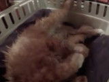 Un maman Tennessee Rex en train de nourrir ses petits