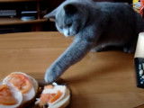 Un British Shorthair qui veut manger dans l'assiette de son maitre