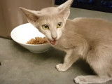 Un chaton Oriental en train de manger et miauler
