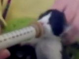 Des chatons Européen nourris à la seringue par leur sauveteur