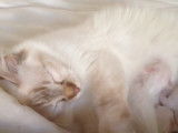 Des chatons de race Sacré de Birmanie qui tètent leur mère