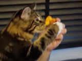 Un chat Maine Coon essaie de manger une nectarine