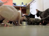 Des chats Devon Rex mangent leurs croquettes ensemble