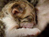 Des chatons Devon Rex en train de téter leur mère