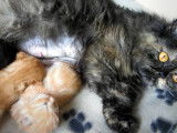 Des chatons Européens nourris à la pipette
