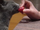 Un chat Bleu Russe qui mange une fraise
