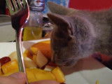 Un chaton Bleu Russe goûte une assiette de fruits