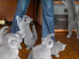 Des chatons Bleu Russe qui sont impatients de manger