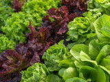 Différents types de salades dans un potager