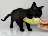 Un chaton mange du melon