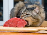 Un chat mange un gros morceau de viande