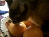 Un chat adore les pamplemousses