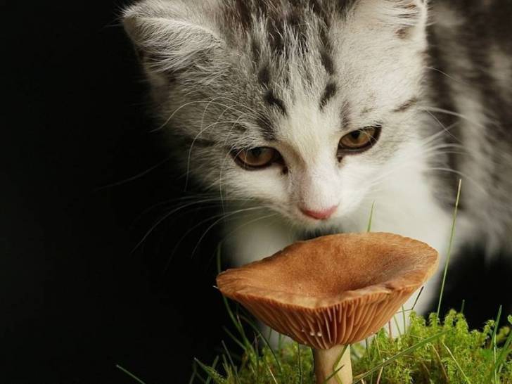 Un chat inspectant un champignon