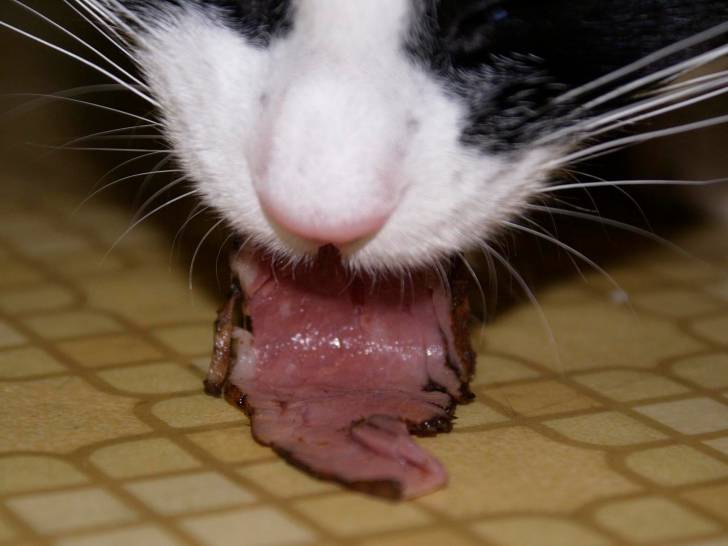 Un chat mange un morceau de jambon fumé
