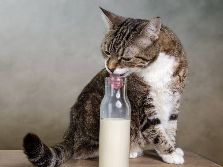 Le lait est-il mauvais pour les chats ?