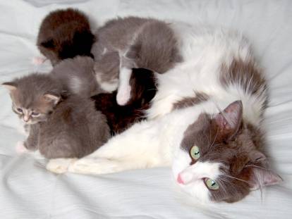 Une belle chatte avec ses petits sur le lit