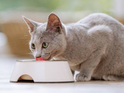 Un chaton gris mange dans sa gamelle