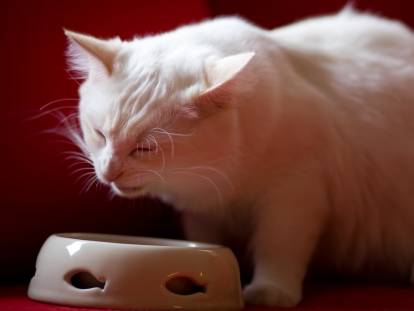 Chat qui s'apprête à manger