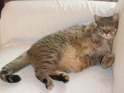 Un gros chat tigré affalé sur le divan