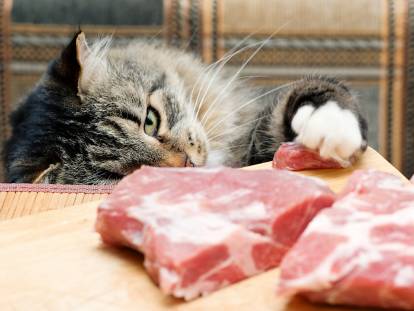 Un chat qui essaye d'attraper un morceau de viande
