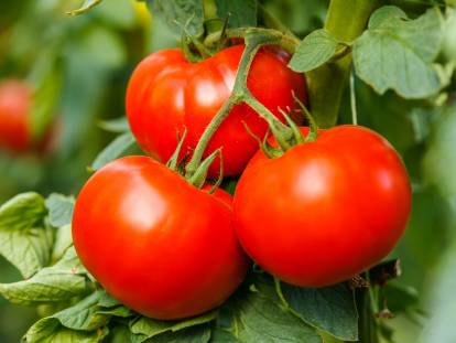 Vue proche de trois tomates bien rouges sur une plante