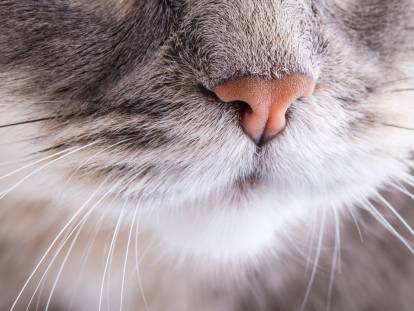 Gros plan sur le nez d'un chat
