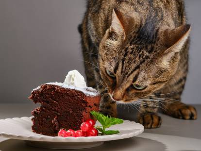 Un chat renifle un gâteau au chocolat dans une assiette