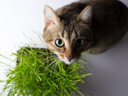 Un chat à côté d'un pot d'herbe à chat