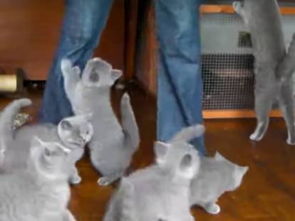 Des chatons Bleu Russe qui sont impatients de manger
