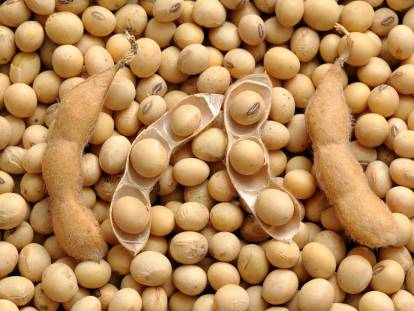 Des grains de soja avec des gousses