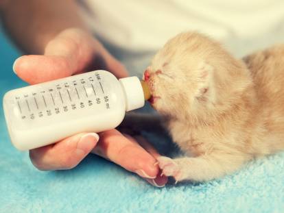 Une femme nourrit un chaton roux au biberon