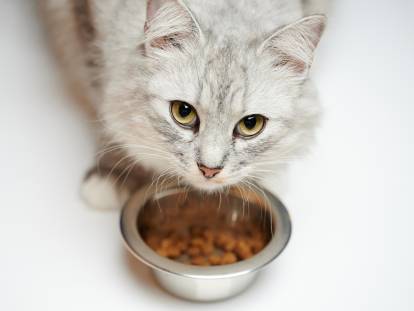 Un chat n'a pas envie de manger ses croquettes