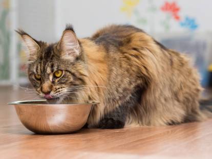 Un chat Maine Coon en train de manger dans sa gamelle
