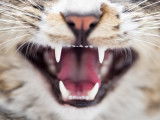 Vue proche de la gueule et des dents d'un chat