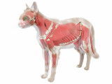 Le système musculaire d'un chat vu de profil