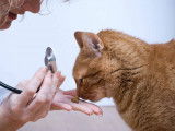 Un chat tigré reniflant de la nourriture dans les mains d'une vétérinaire