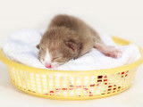Petit chaton endormi dans une corbeille