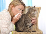 Une maitresse allergique aux poils de chat