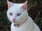 Un magnifique Van aux yeux vairons