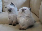 Deux chatons Himalayens (persan colourpoint)