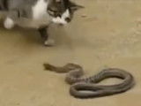 Chat contre serpent, qui sera le plus rapide ?