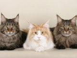 Trois chats couchés l'un à coté de l'autre