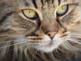 Un beau chat à poil long