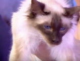 Les stars des chats anti-allergie