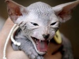 Un chat sans poil en train de rugir
