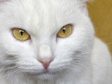 Un beau chat blanc aux yeux jaunes